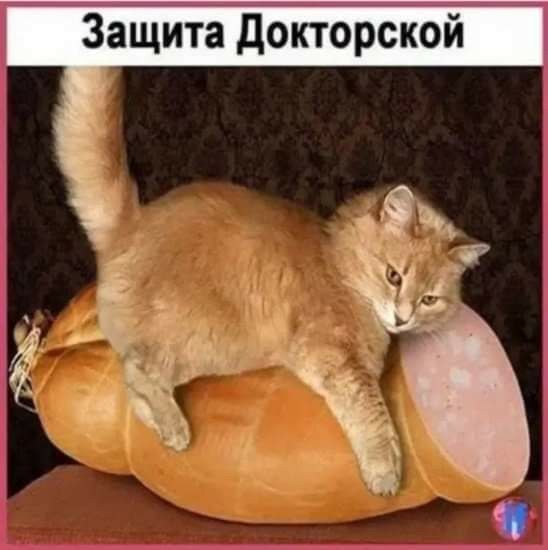 Защитё дойорской