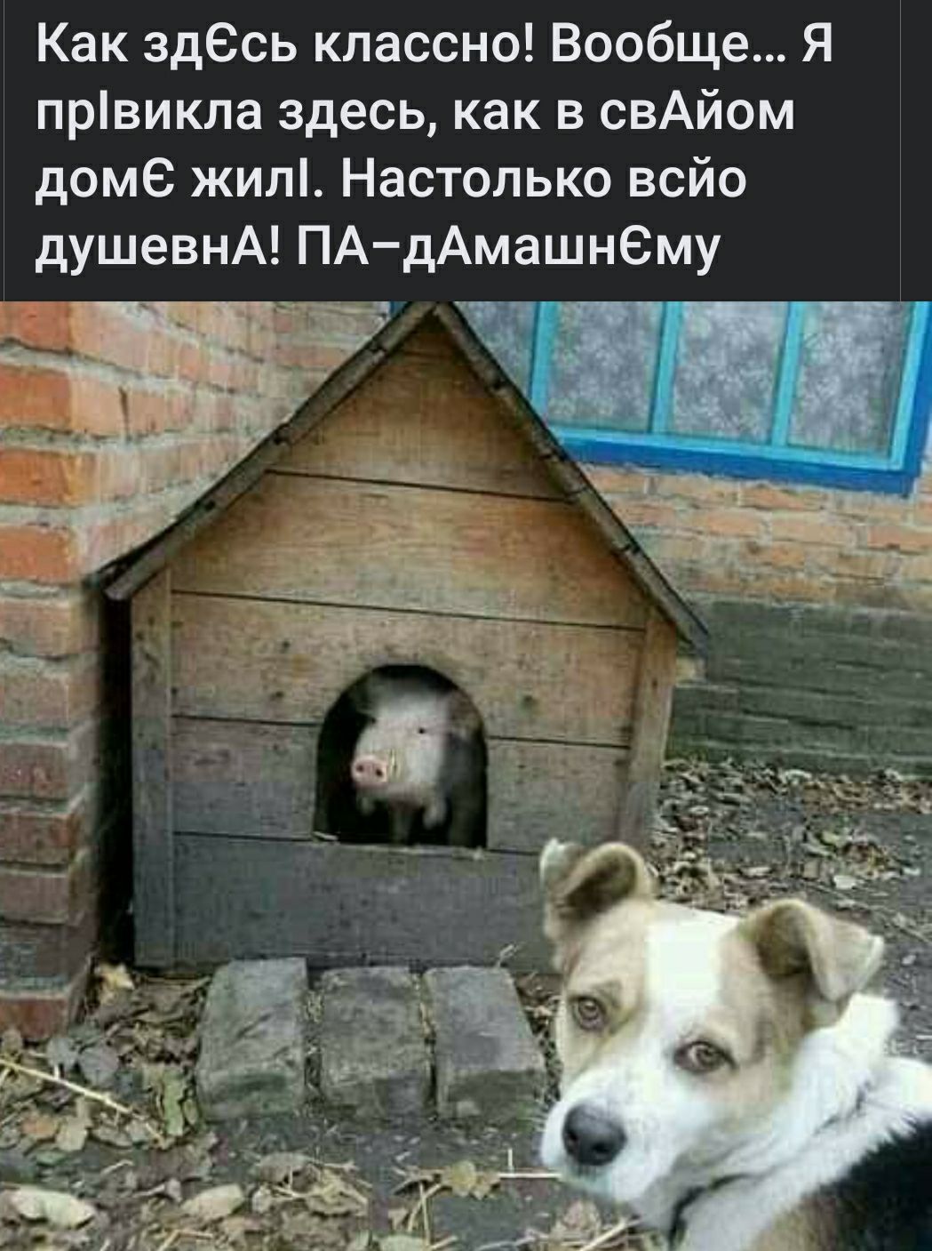 Как здесь классно Вообще Я првикпа здесь как в свАйом доме жил Настолько всйо душевнА ПАдАмашнему