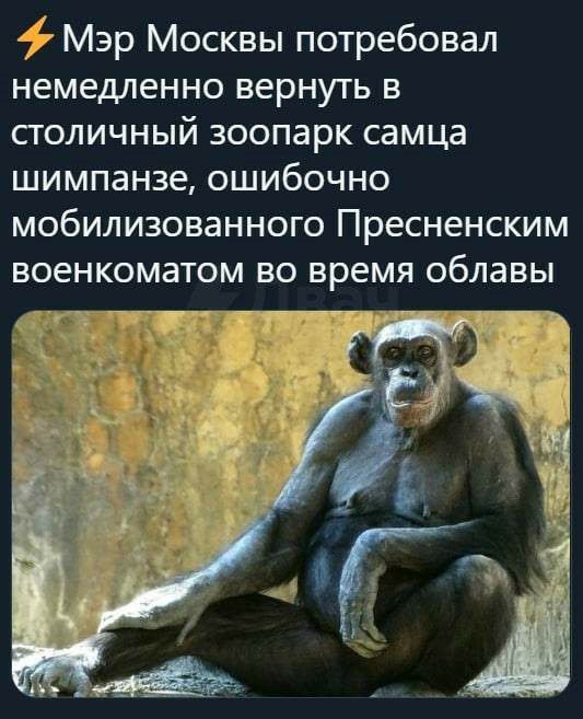 Мэр Москвы потребовал немедленно вернуть в столичный зоопарк самца шимпанзе ошибочно мобилизованного Пресненским военкоматом во время облавы 573 г