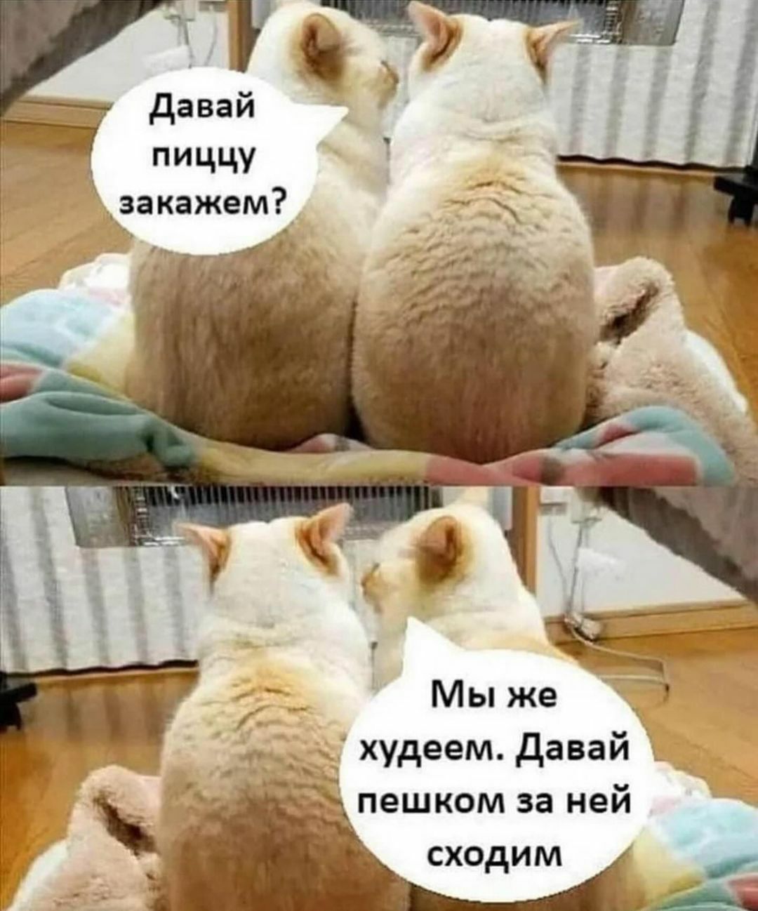 худеем давай пешком за ней сходим _