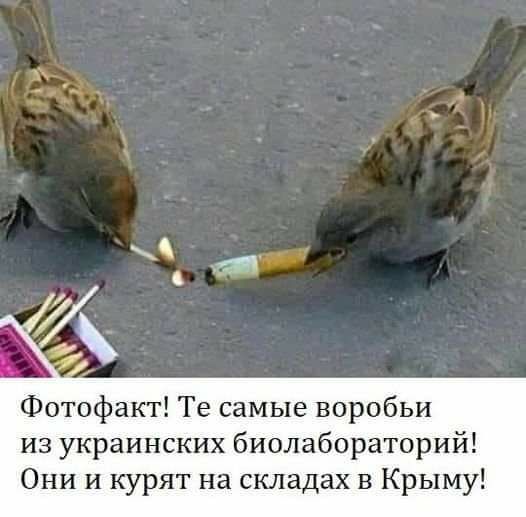 Фотофакт Те самые воробьи из украинских биолабораторий Они и курят на складах в Крыму
