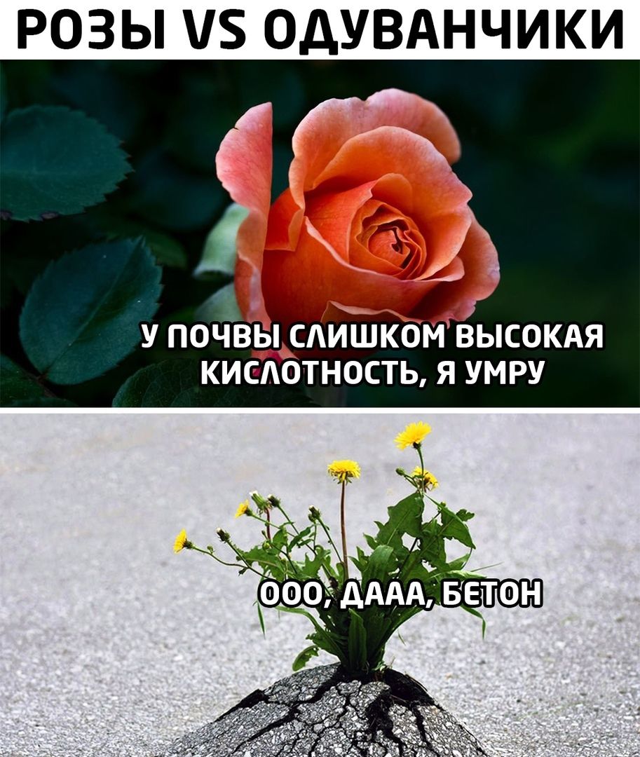 РОЗЫ 5 ОДУВАНЧИКИ У ПОЧВЁЫЩИШКОМ ВЫСОКАЯ КИЕАОТНОСТЬ Я УМРУ