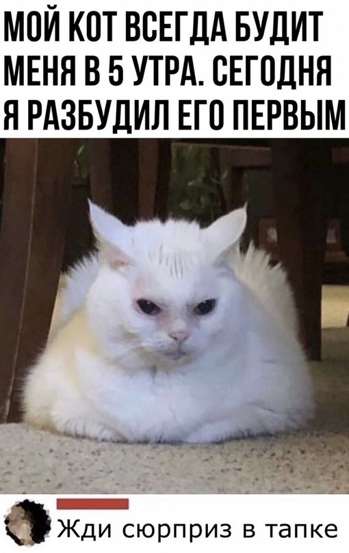МОЙ КОТ ВСЕГДА БУДИТ МЕНЯ В 5 УТРА СЕГОДНЯ Я РАЗБУДИЛ ЕГО ПЕРВЫМ Жди сюрприз в тапке