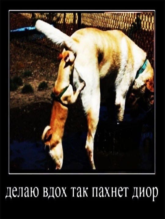 делаю ВДОХ ТЗК ПдХНСТ диор