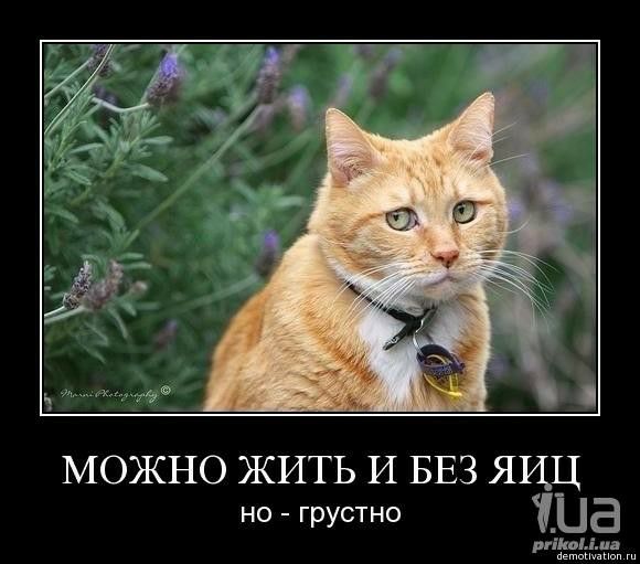 МОЖНО ЖИТЬ И БЕЗ ЯИЦ но грустно тие