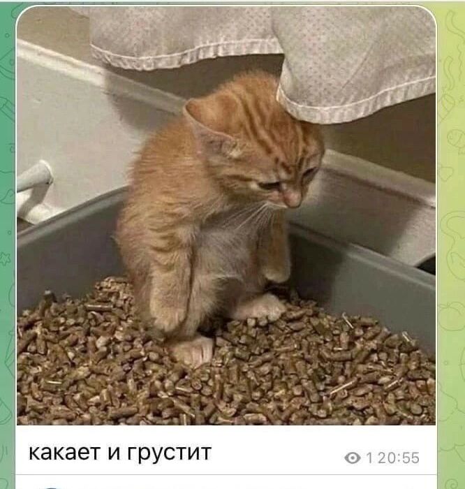 КЭКЗЭТ И ГРУСТИТ