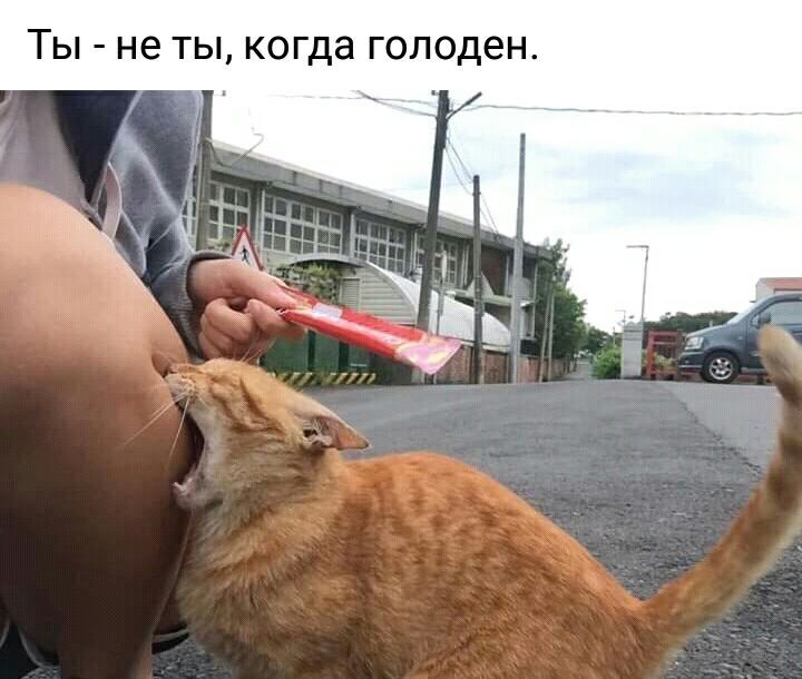 Ты не ты когда голоден