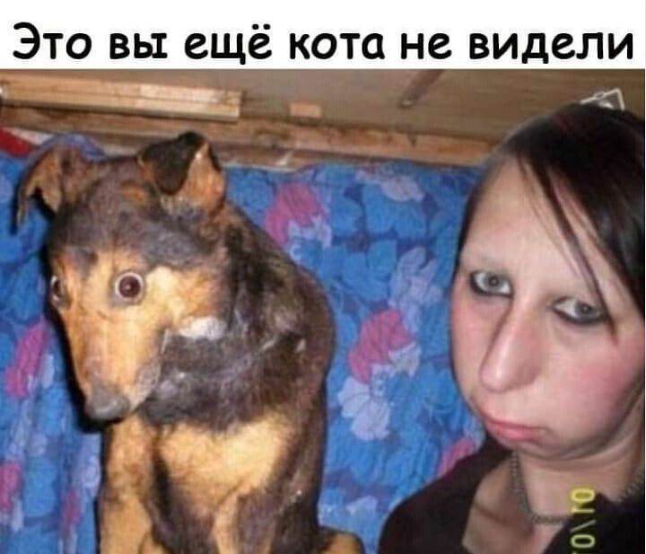 ЭТО ВЫ ЕЩЁ КОТО не видели щ