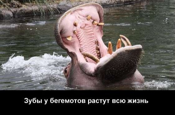 Зубы у бегемотов растут всю жизнь