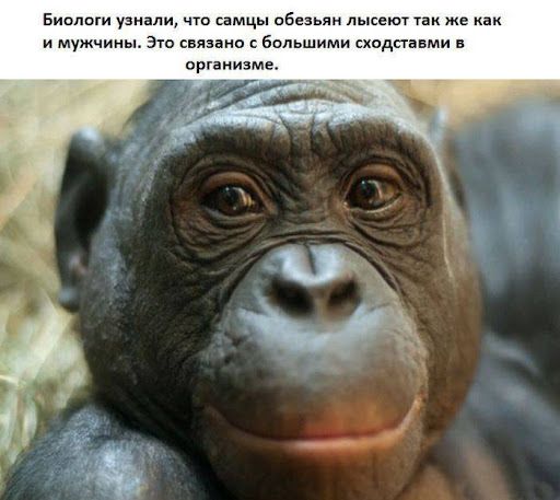 Биологи и что самцы пбнзьян пысеют и мужчины Это связано большими сходпавми организма
