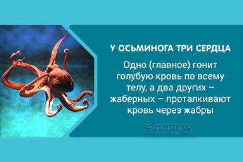 У ОСЬМИНОГА ТРИ СЕРДЦА Одно главное гонит голубую кровь по всему телу а два других жаберных проталкиаают кровь через жабры