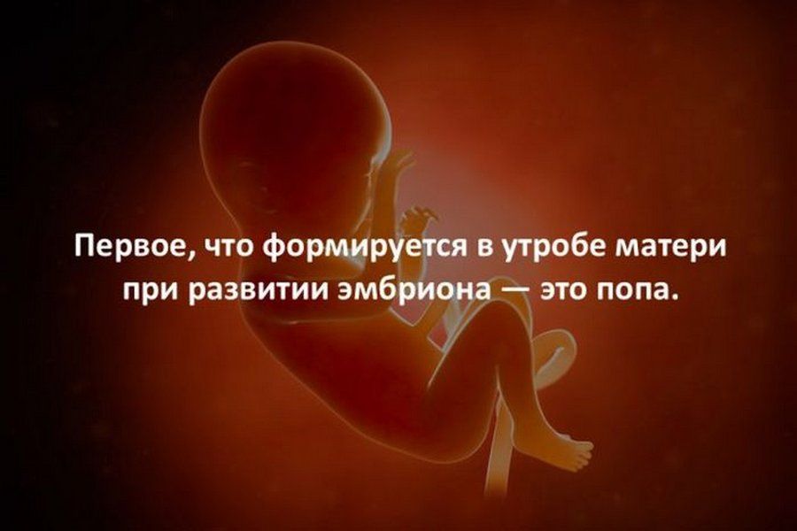 Первое что формцрудш в утробе матери при развитии эмб УЧ это попа у