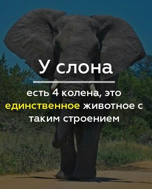 У слона есть 4 колена ЭТО единственное животное С таким строением