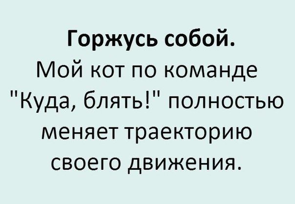 Горжусь собой Мой кот по команде Куда блять полностью меняет траекторию своего движения