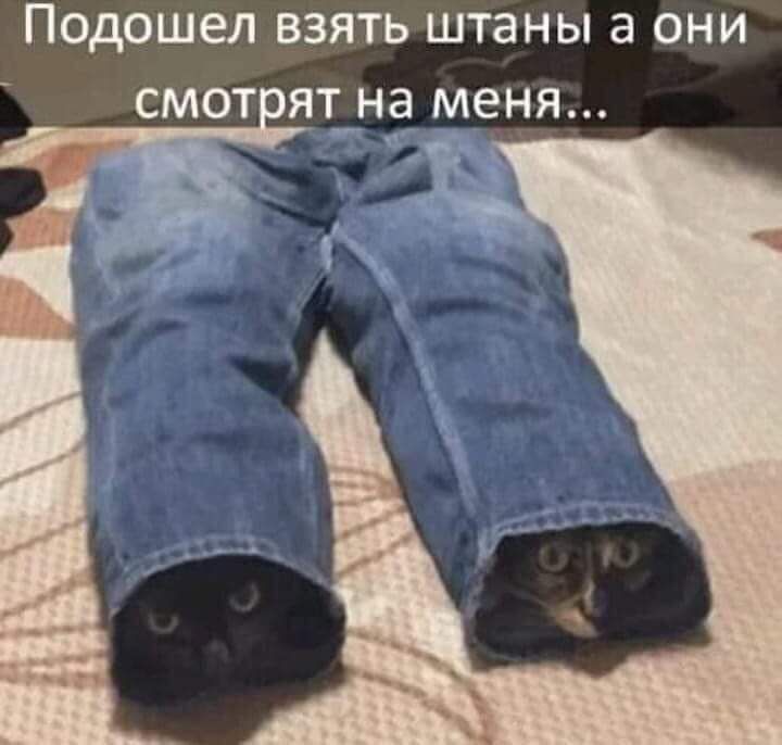 Подошел взять штаны а они смотят на меня