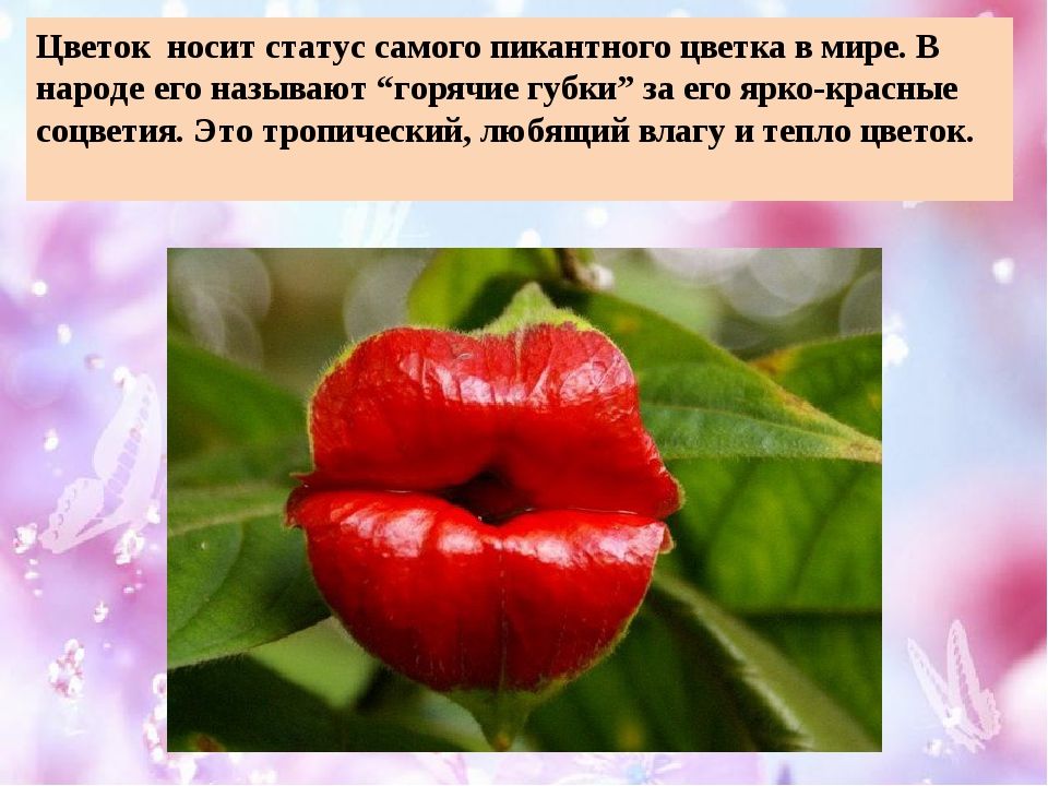 Цветок носит статус самого шшантного цветка в мире В народе его называют горячие губки за его ярко красные соцветия Это трошческші любящий влагу и тепло цветок