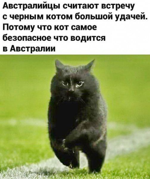 Австралийцы считают встречу с черным котом большой удачей Потому что кот самое безопасное что водится в Австралии