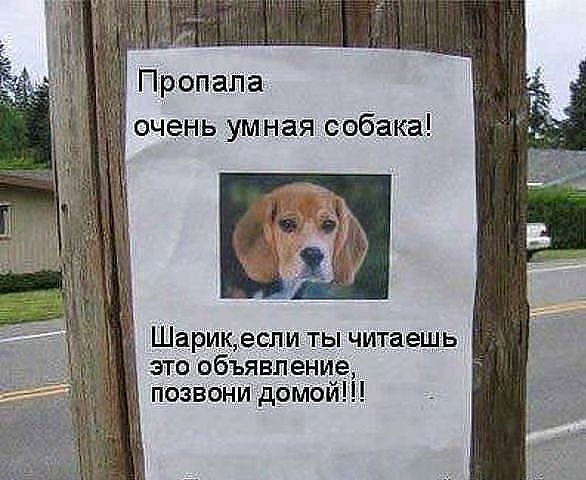 Пропала очень ум ная собака Шарикеслигты читаешь это объявление