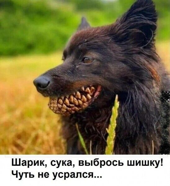 Шарик сука выбрось шишку Чуть не усрался