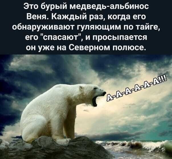 Это бурый медведь альбинос Веня Каждый раз когда его обнаруживают гуляющим по тайге его спасают и просыпается он уже на Северном полюсе г