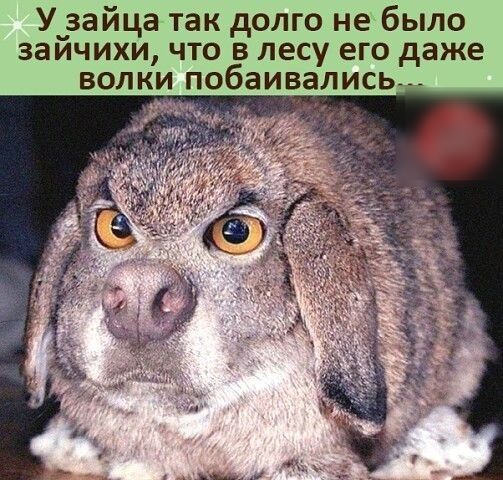 У_зайца так долго не было заичихи что в лесу его даже волки побаивались И
