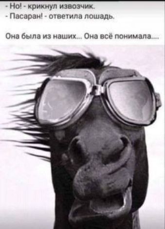 мы крикнул извозчик Паспраи оУнеУипа лошадь Она Была из наших Она все понимала