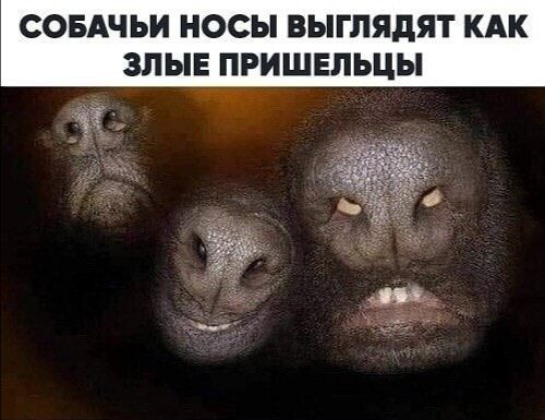 СОБАЧЬИ НОСЫ выглядят КАК ЗЛЫЕ ПРИШЕПЬЦЫ _