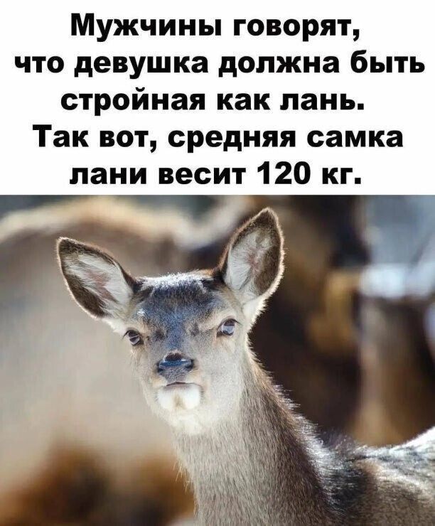 Мужчины говорят что девушка должна быть стройная как лань Так вот средняя самка лани весит 120 кг