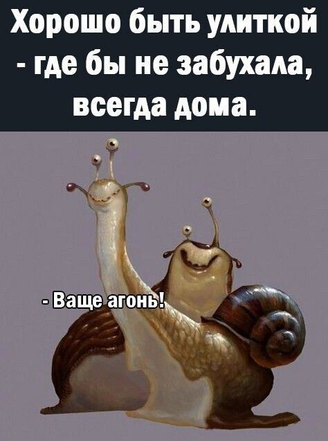 Хорошо быть улиткой где бы не забухада всегда дома