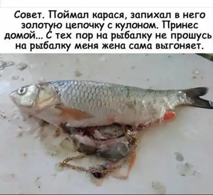 Совет Поймал карася запихап в него золо ю цепочку с кулоном Принес домой тех пор на рыбалку не прошусь на рыбалку меня жена сама выгоняет