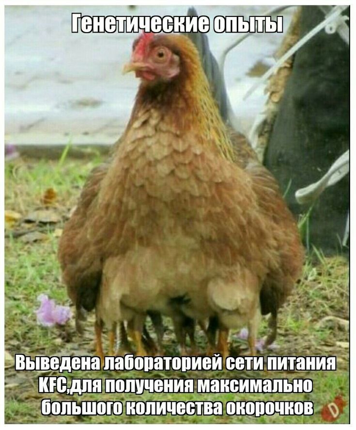 О м ь Выведеіш пабопатопией ЕОТИ питанию кюдпп ПОЛУЧЕНИЯ МЁШБИМЁШЬНП ПОЛЬШПШЁВПИЧЕЁТЁВ ВНПППНППВ