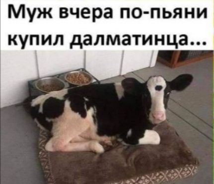 Муж вчера по пьяни купил далматинца