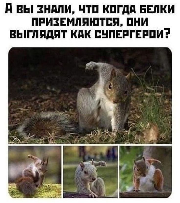 А вы зндпи чтп кпгдп БЕЛКИ приземлится пни выглядят кпк нпвпгнппи