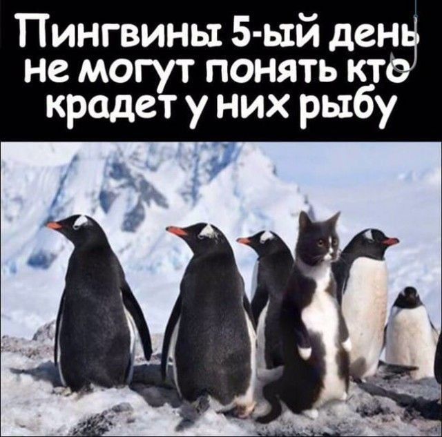Пингвины 5 Ь1й ден не могут понять кбт крадет у них рыб у