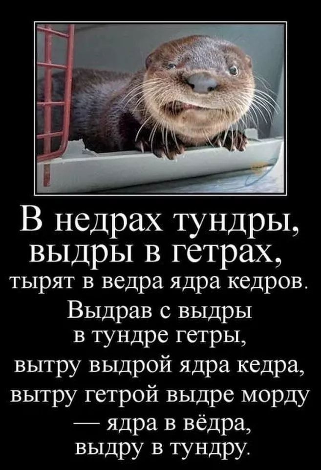 В недрах тундры ВЫДрЫ В гетрах тырят в ведра ядра кедров Выдрав с выдры в тундре гетры вытру выдрой ядра кедра вытру гетрой выдре морду ядра в вёдра выдру в тундру
