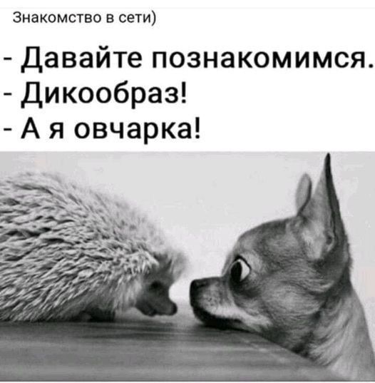 Знакомство в сети Давайте познакомимся Дикообраз А я овчарка
