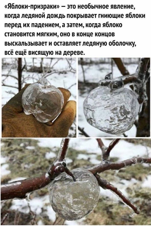 яблоки призраки это необычное явление когда ледяной дождь покрывает гниющие яблоки перед их падением а затем когда яблоко становится мягким оно в конце концов выскальзывает и оставляетледяную оболочку всё ещё висящую на дереве г Т 4