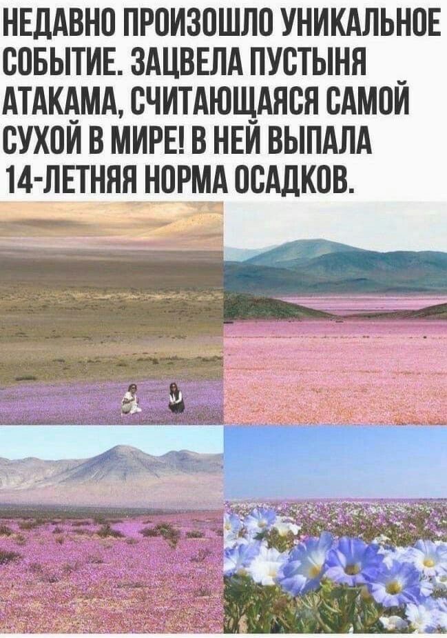 НЕДАВНО ПРОИЗОШЛО УНИКАЛЬНОЕ СОБЫТИЕ ЗАЦВЕЛА ПУОТЫНН _ АТАКАМА ОЧИТАЮЩАНОН ОАМОИ ОУХОИ В МИРЕ В НЕИ ВЫПАЛА 14 ЛЕТННН НОРМА ООАДКОВ ___