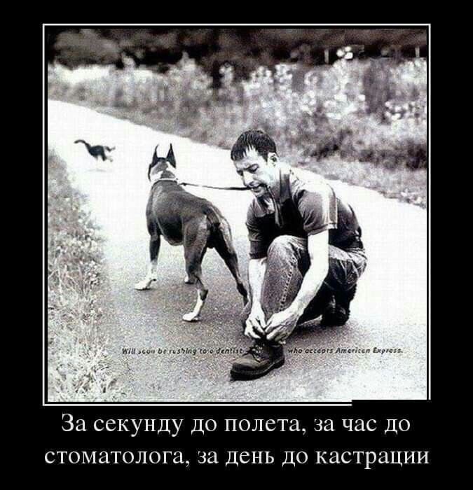 За секунду до полета за час ДО стоматолога за день до кастрации