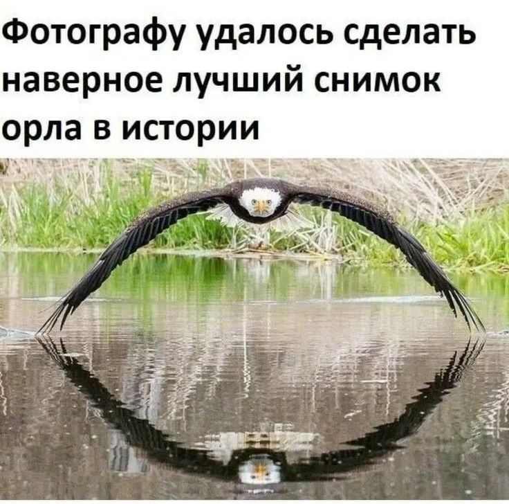 Фотографу удалось сделать наверное лучший снимок орла в истории _