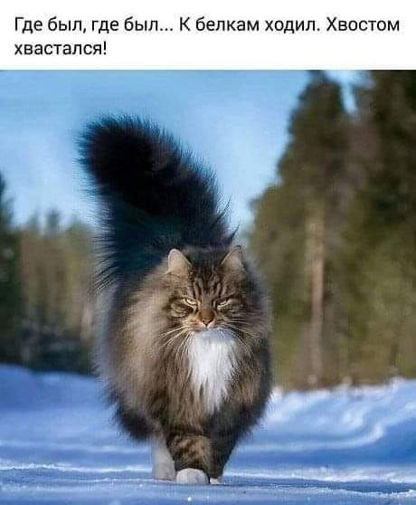 Где был где был К бепкам ходил Хвостом хвастапся