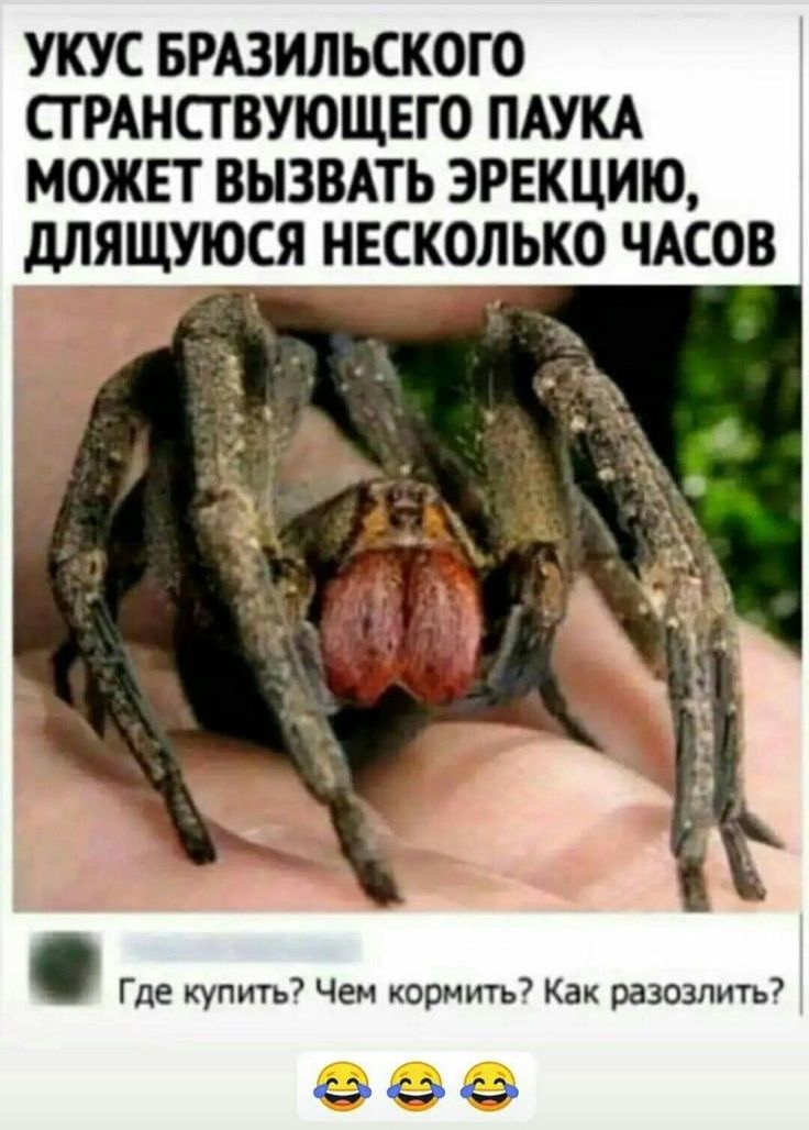 УКУС БРАЗИЛЬСКОГО СТ РАНСТ ВУЮЩЕГО ПАУКА МОЖЕТ ВЫЗВАТЬ ЭРЕКЦИЮ дЛЯЩУЮСЯ НЕСКОЛЬКО ЧАСОВ Где купить Чем кормить Как разозлить 49000