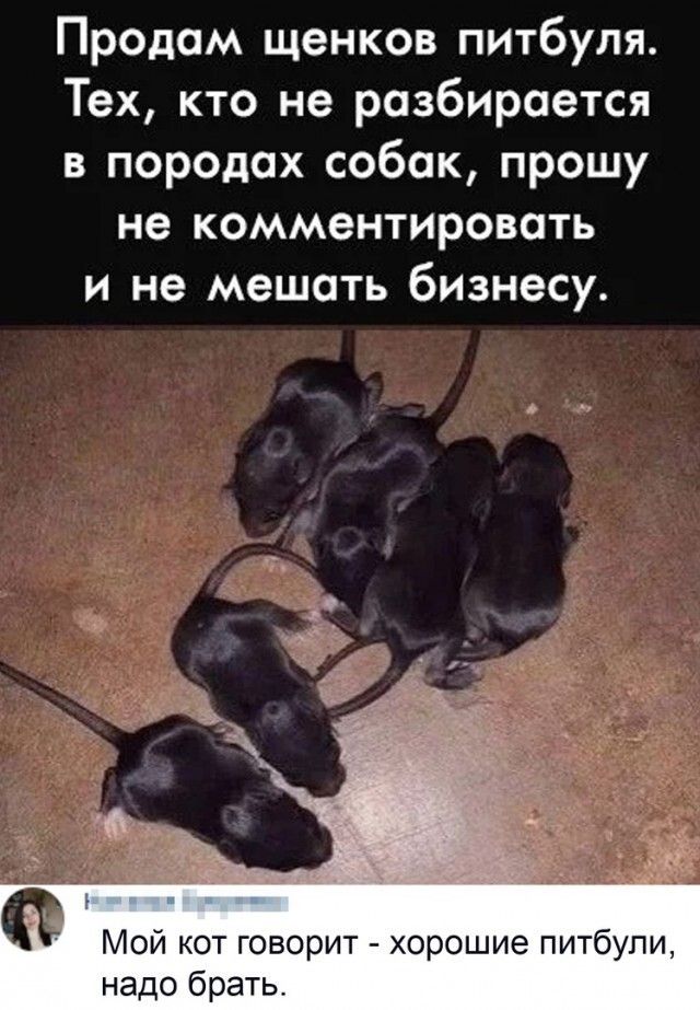 Продам щенков питбуля Тех кто не разбирается в породах собак прошу не комментировать и не мешать бизнесу Мой кот говорит хорошие питбупи надо брать
