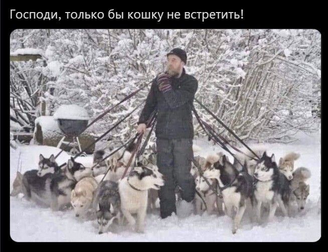 Господи только бы кошку не встретить