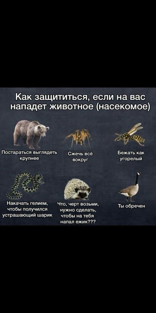 Как защититься, если на вас нападет животное насекомое  постараться выглядеть  сжечь всё. Крупнее вокруг ты обречен чтобы получился  нужно сделать,  устрашающий шарик  чтобы на тебя напал ежик???.