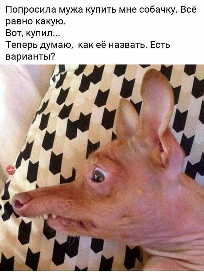 Попросила мужа купить мне собачку. Всё равно какую. Вот, купил... Теперь думаю, как её назвать. Есть варианты?