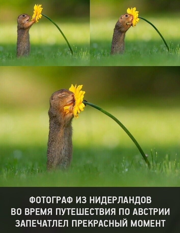 Фотограф из нидерландов во время путешествия по австрии запечатлел прекрасный момент