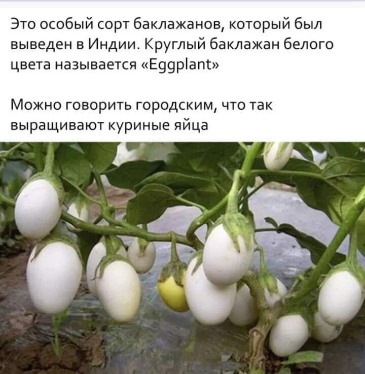 Это особый сорт баклажанов который был выведен в Индии Круглый баклажан белого цвета называется Е99ріапт Можно говорить городским что так выращивают куриные яйца