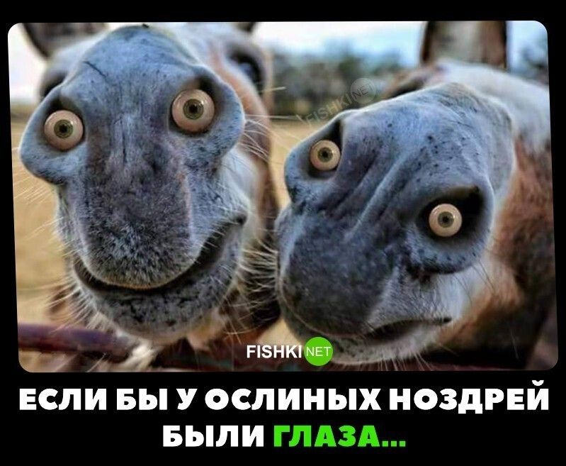 ъ _ _ ЕСЛИ ВЫ У ОСЛИНЫХ ПОЗДРЕЙ БЫЛИ
