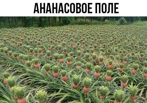 АНАНАСОВОЕ ПОЛЕ